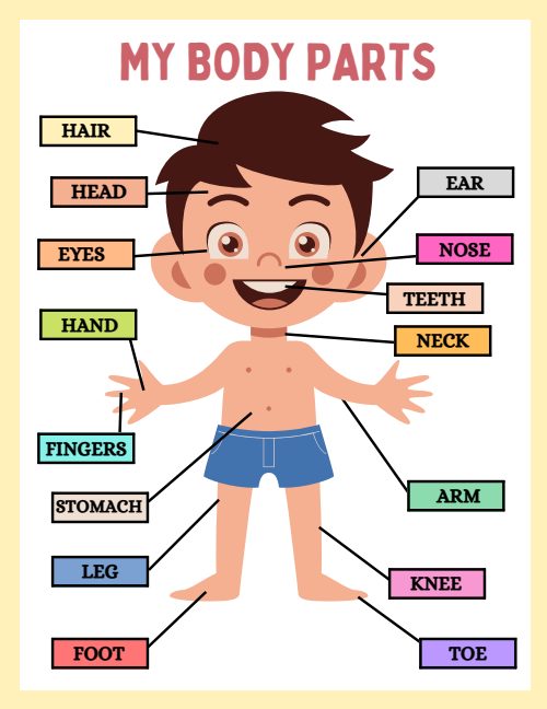 Human Anatomy Busy Book, page 2