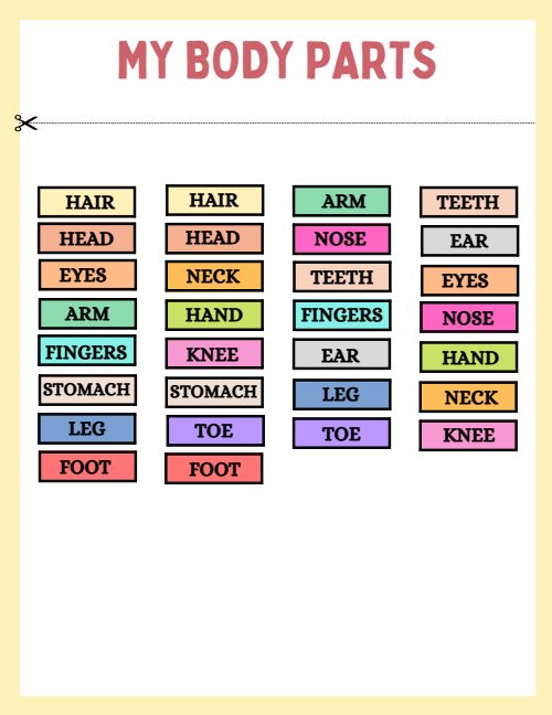 Human Anatomy Busy Book, page 6