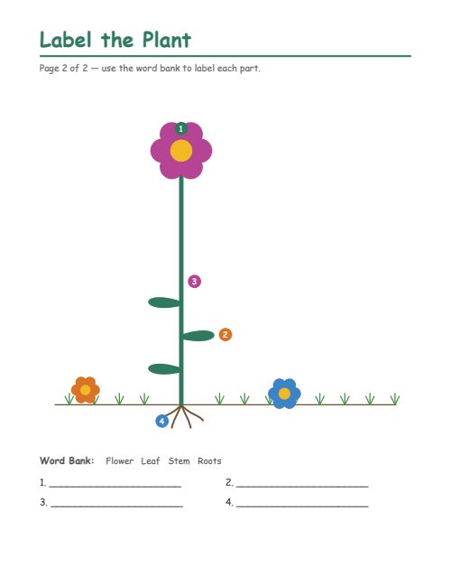 Parts of a Plant, page 2