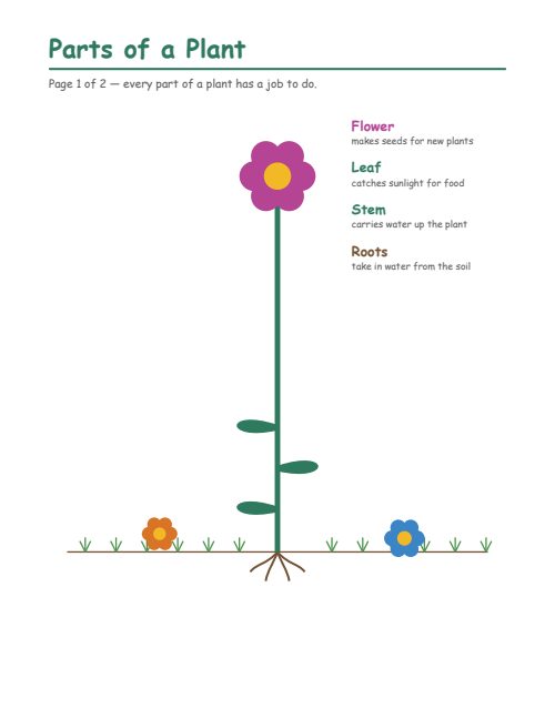 Parts of a Plant
